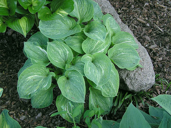 Hosta 'Spilt Milk'