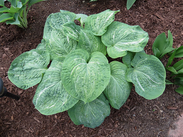Hosta 'Spilt Milk'
