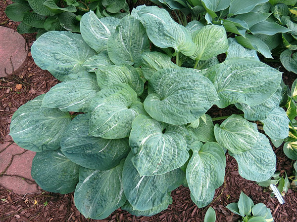 Hosta 'Spilt Milk'