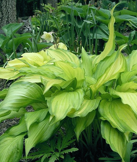 Hosta 'Spritzer'