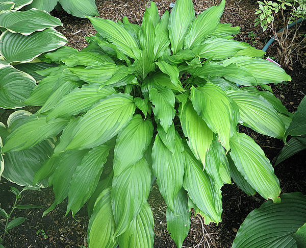 Hosta 'Spritzer'