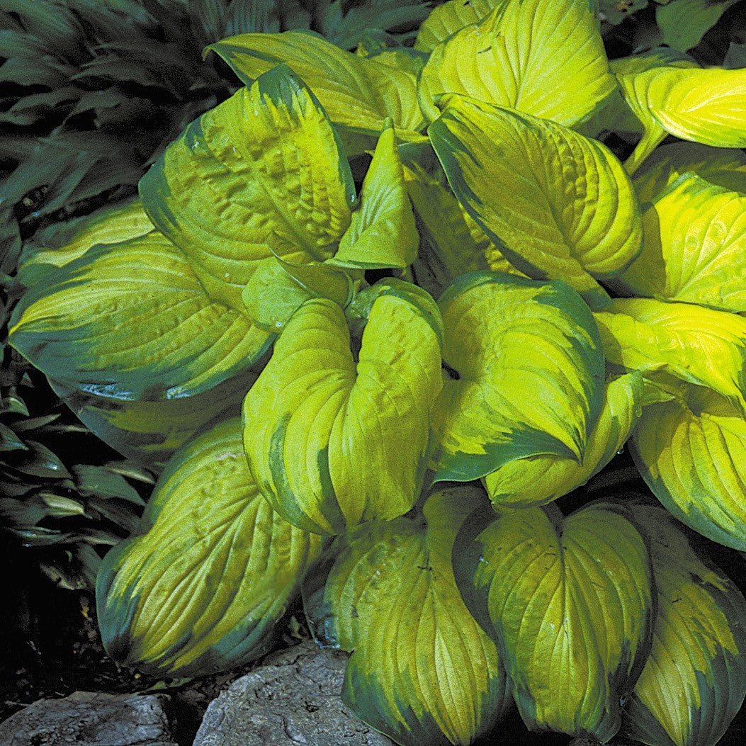 Hosta 'Stained Glass'