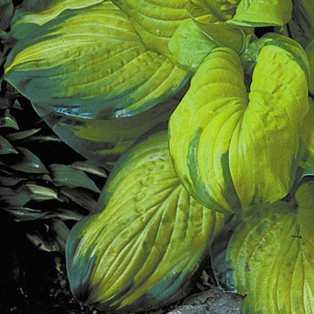 Hosta 'Stained Glass'