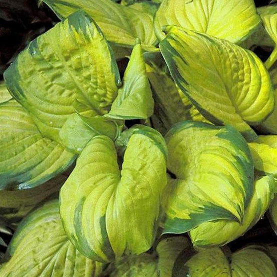 Hosta 'Stained Glass'