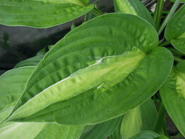 Hosta 'Striptease'