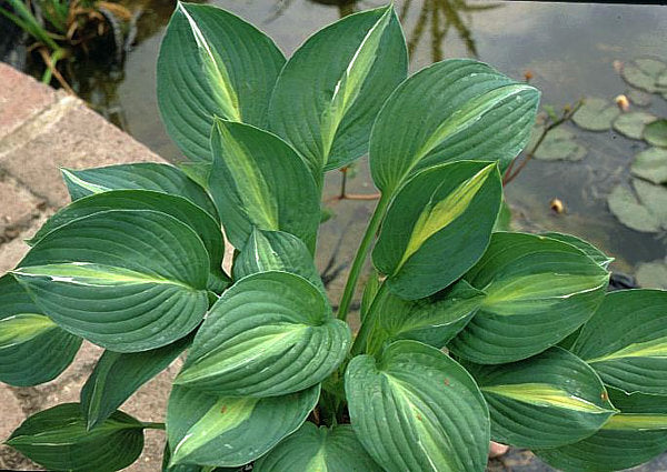 Hosta 'Striptease'