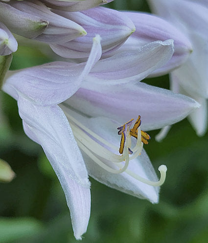 Hosta 'Sum It Up'