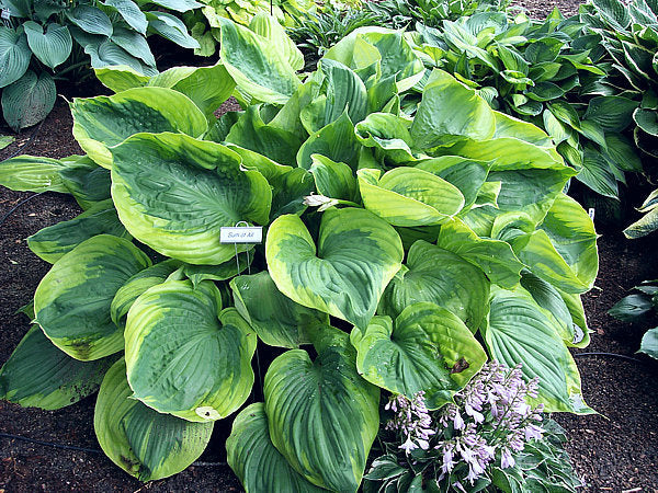 Hosta 'Sum of All'