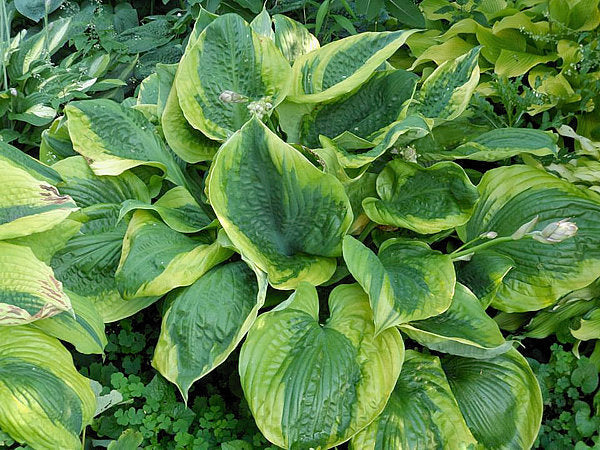 Hosta 'Sum of All'