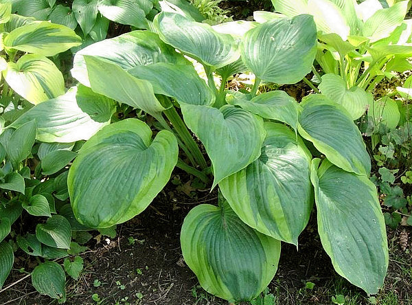 Hosta 'Sum of All'