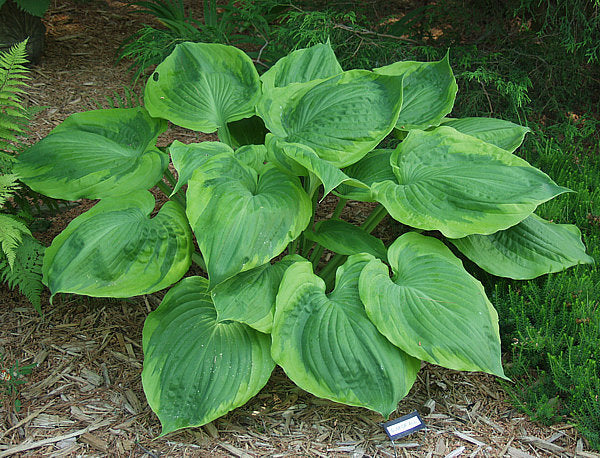 Hosta 'Sum of All'