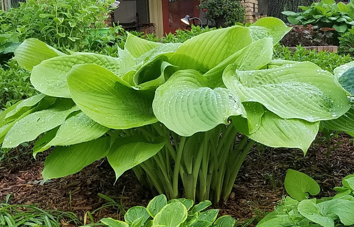Hosta 'Sum and Substance'