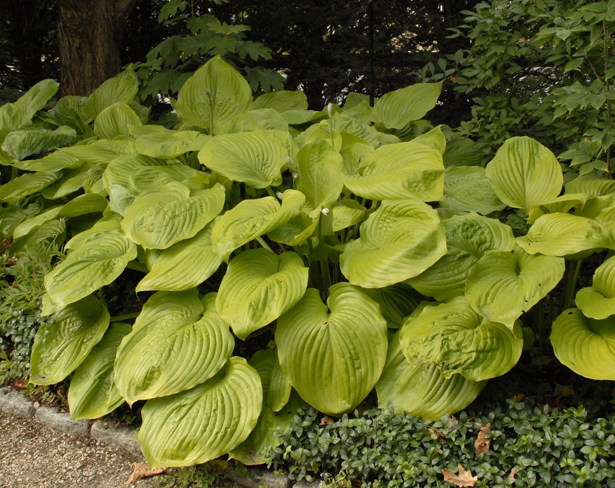 Hosta 'Sum and Substance'