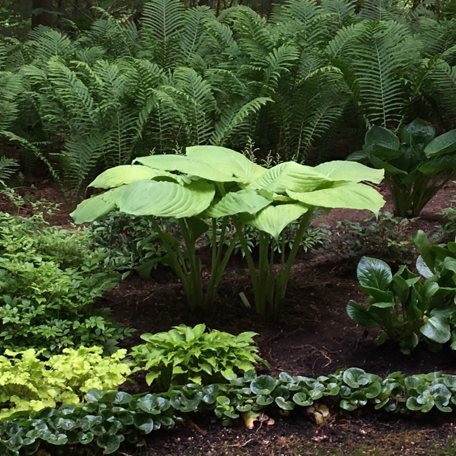 Hosta 'Sum and Substance'