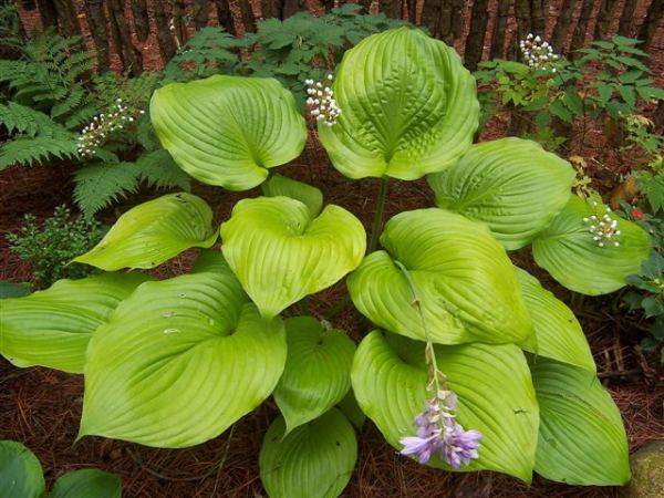 Hosta 'Sum and Substance'