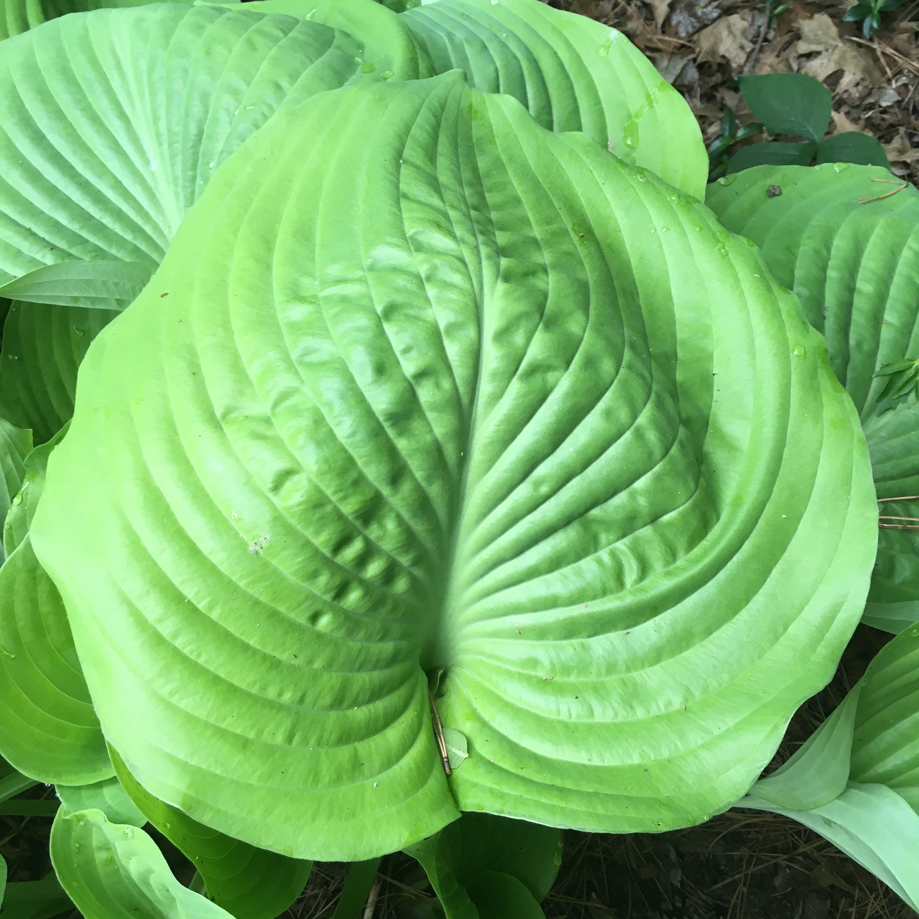 Hosta 'Sum and Substance'