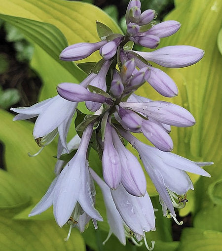 Hosta 'Sun Power'