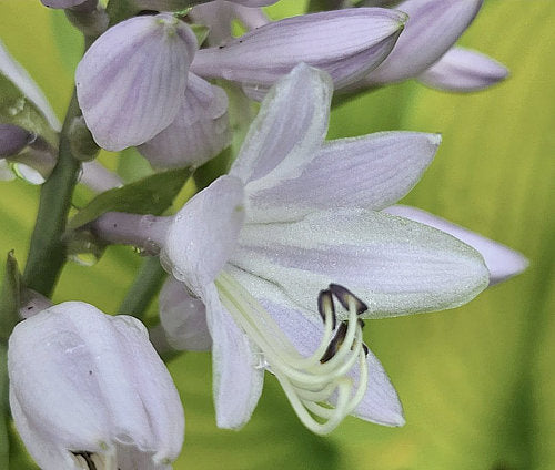 Hosta 'Sun Power'