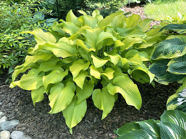 Hosta 'Sun Power'
