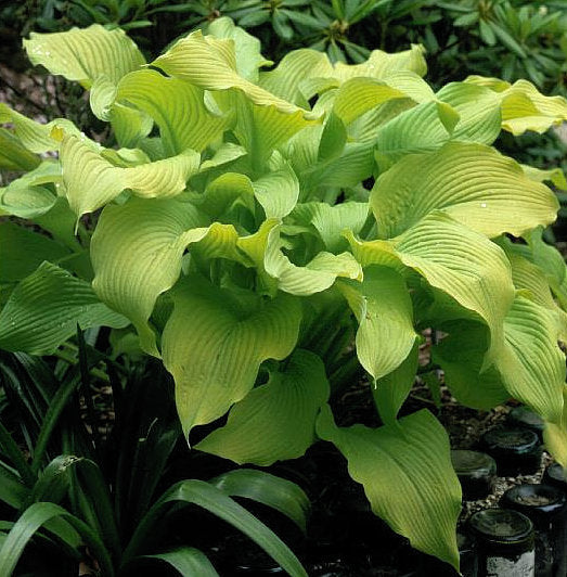 Hosta 'Sun Power'
