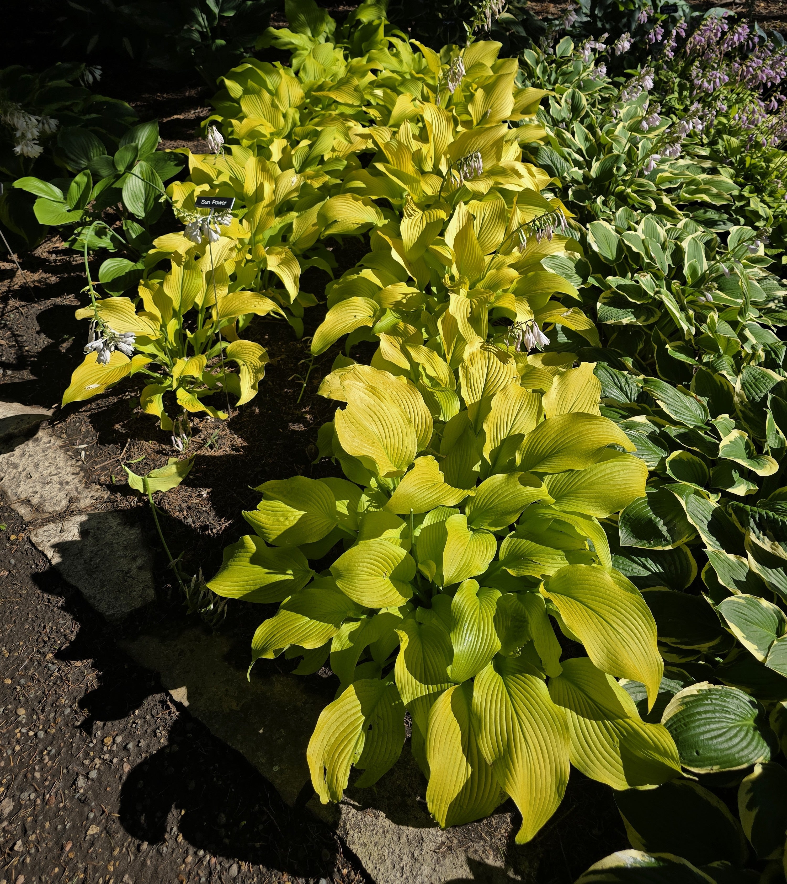 Hosta 'Sun Power'