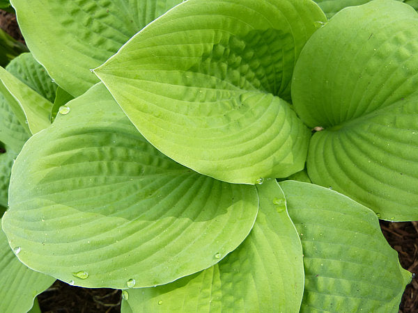 Hosta 'Sunny Delight'