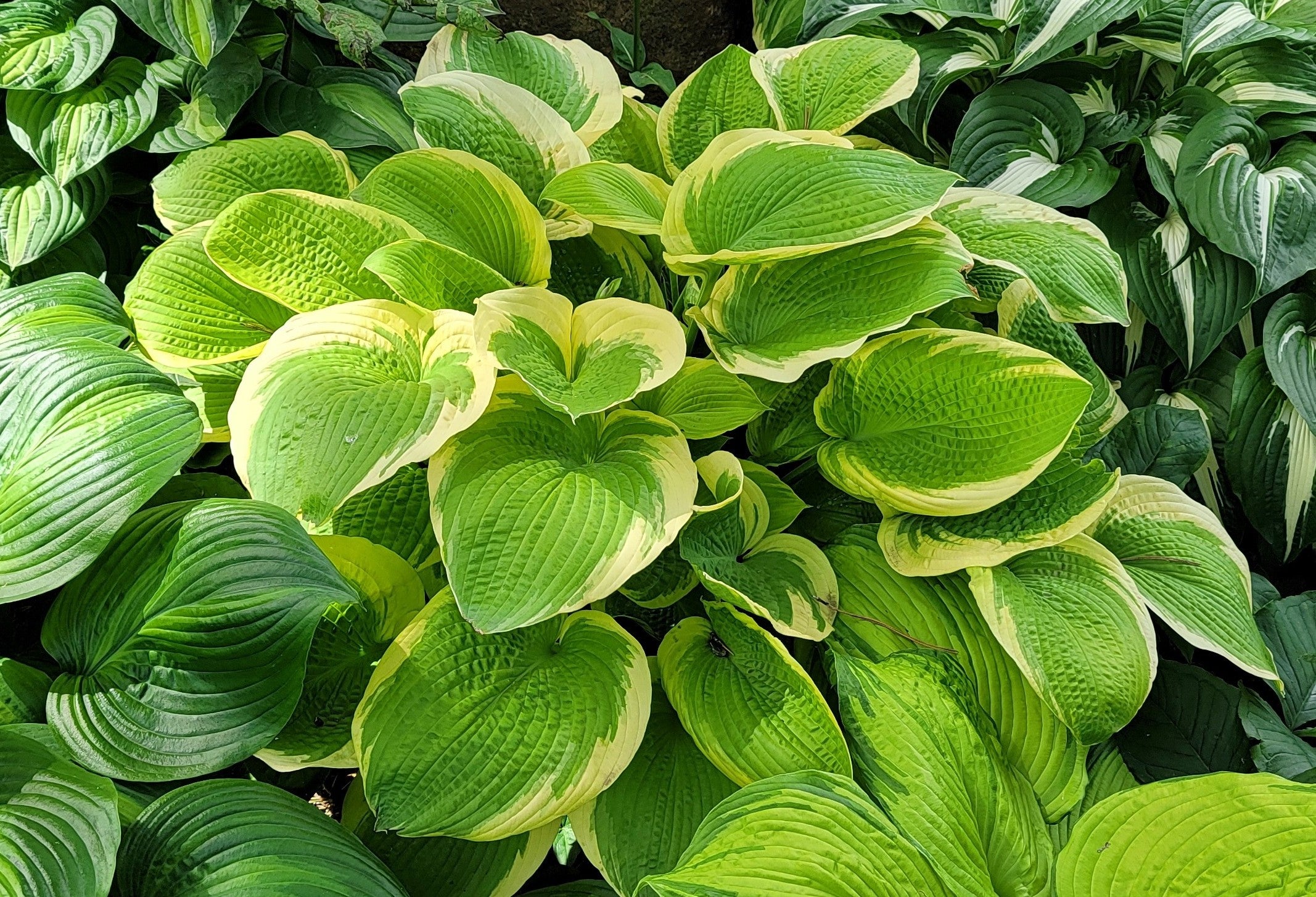 Hosta 'Sunshine Glory'