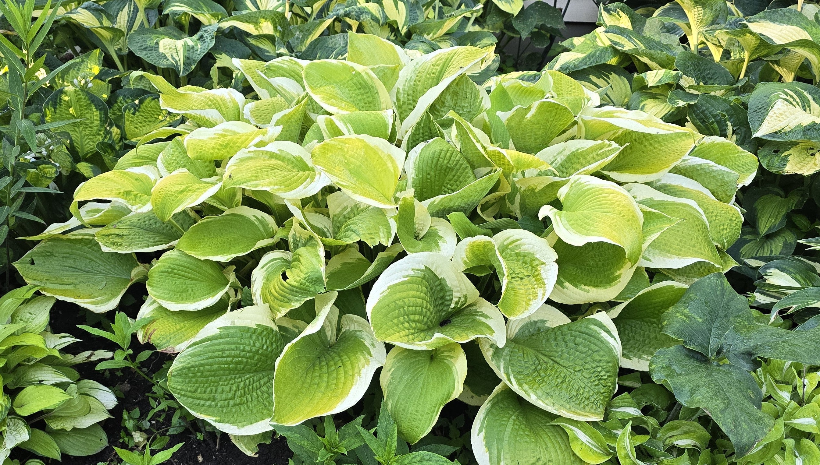 Hosta 'Sunshine Glory'