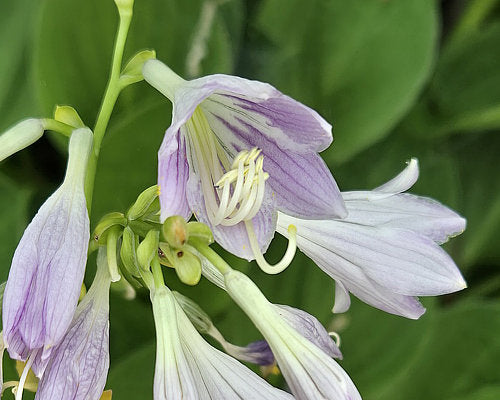 Hosta 'Teaspoon'