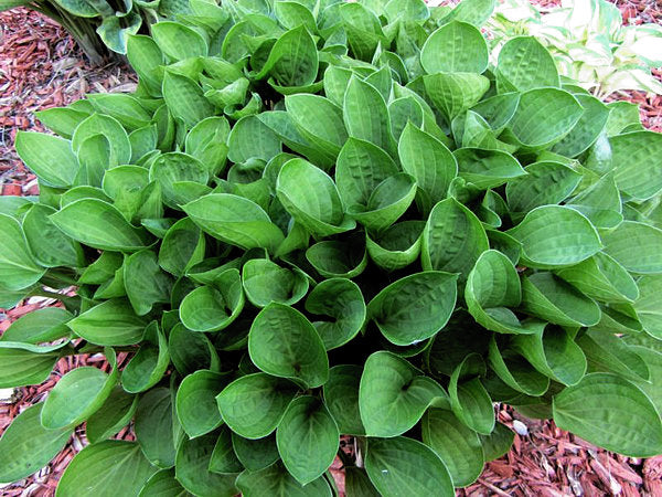 Hosta 'Teaspoon'