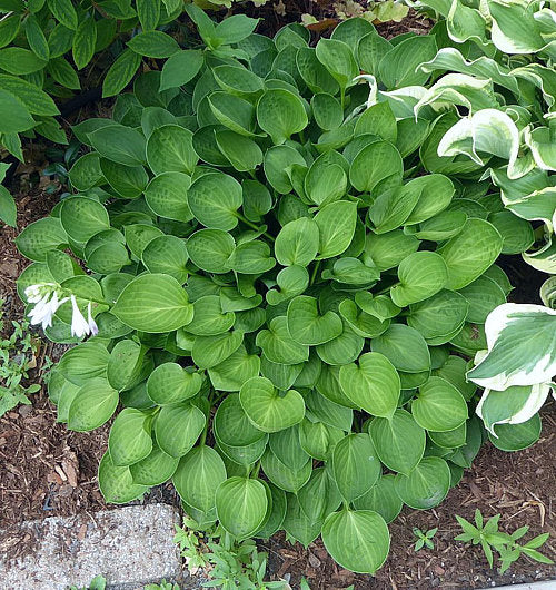 Hosta 'Teaspoon'
