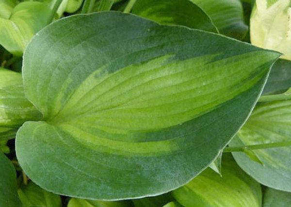 Hosta 'Tick Tock'
