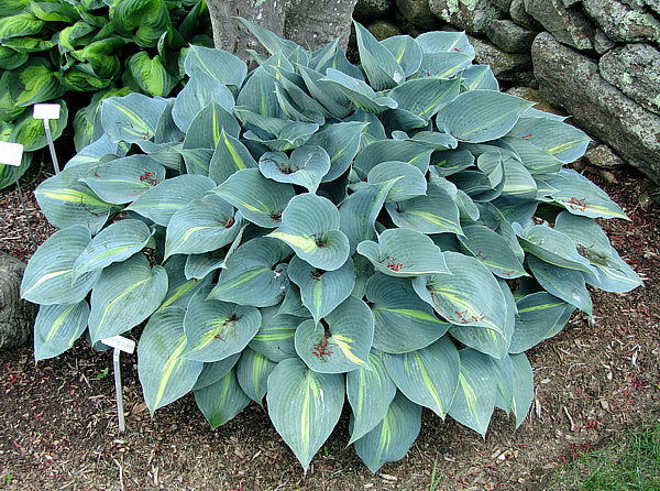 Hosta 'Touch of Class'