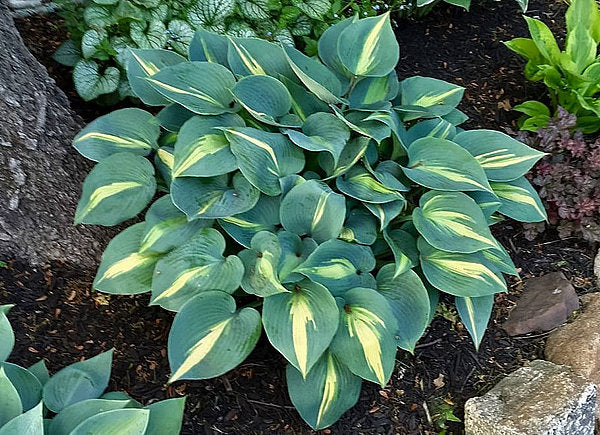 Hosta 'Touch of Class'