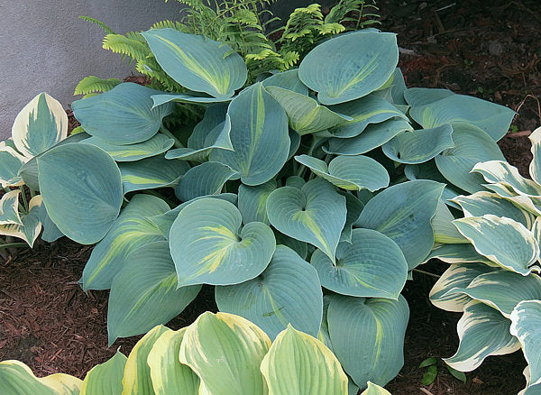 Hosta 'Touch of Class'