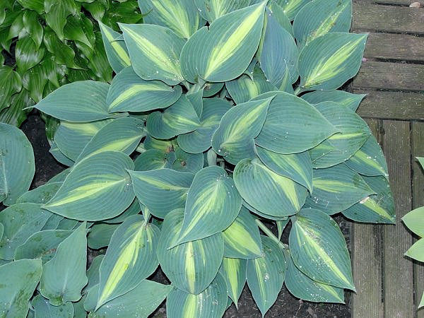 Hosta 'Touch of Class'
