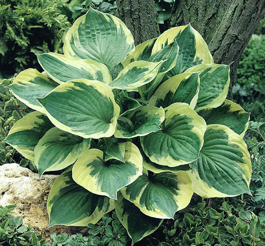 Hosta 'Twilight'