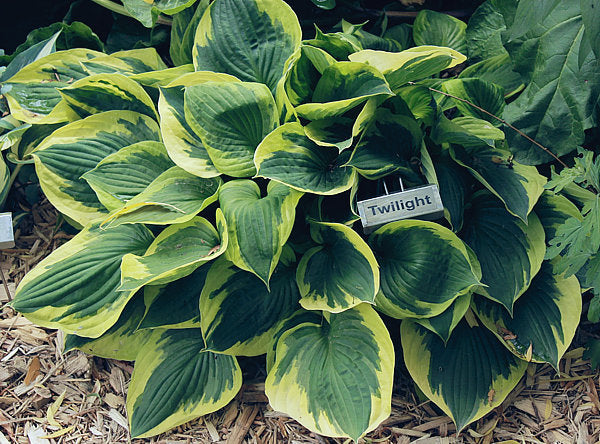 Hosta 'Twilight'