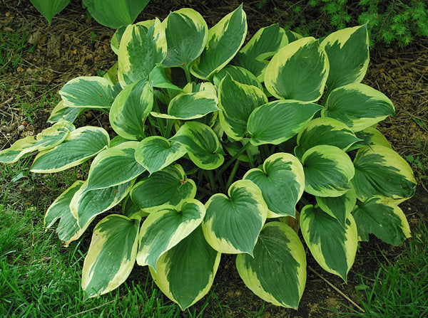 Hosta 'Twilight'