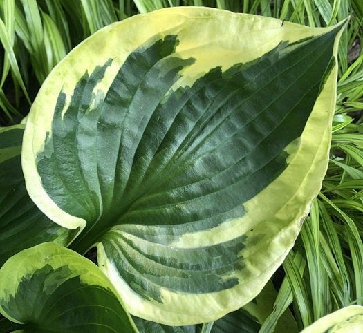 Hosta 'Twilight'