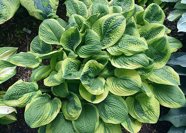 Hosta 'Unforgettable'
