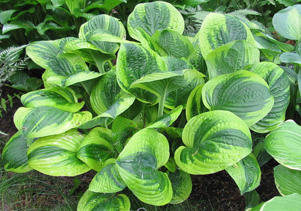 Hosta 'Unforgettable'