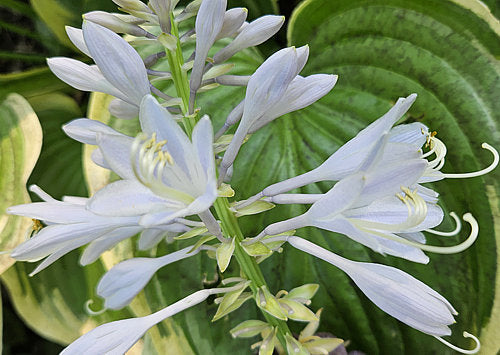 Hosta 'Victory'