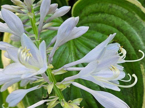 Hosta 'Victory'