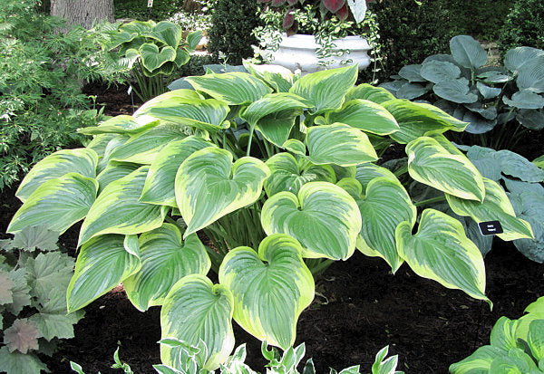 Hosta 'Victory'