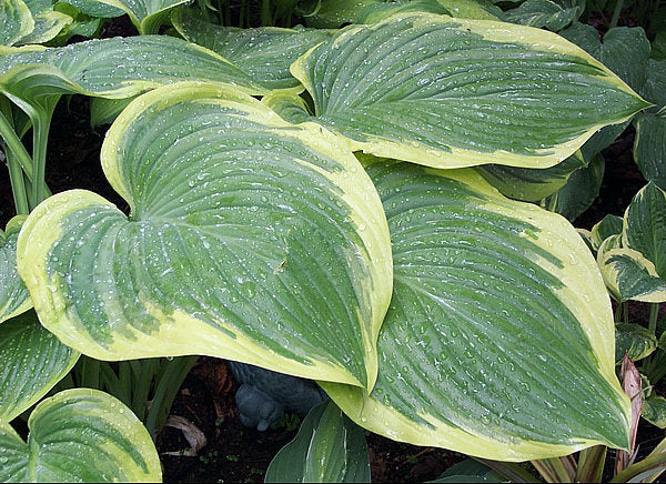 Hosta 'Victory'