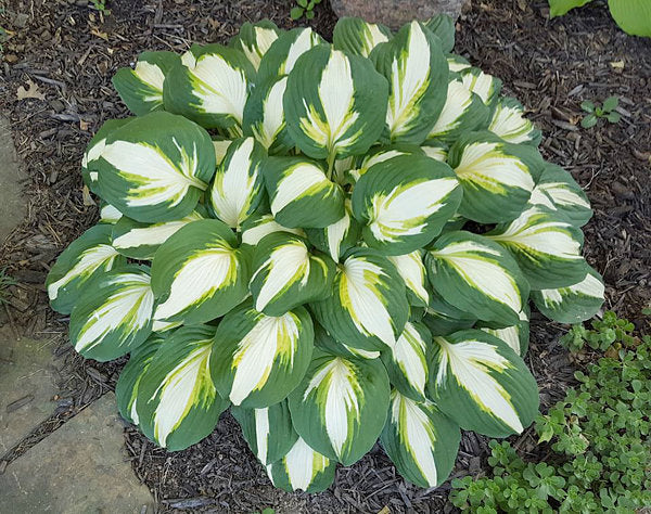 Hosta 'Vulcan'