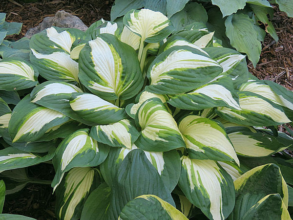Hosta 'Vulcan'