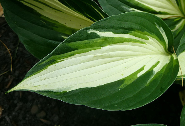 Hosta 'Vulcan'