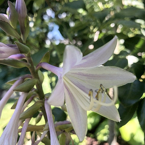Hosta 'Whirlwind'
